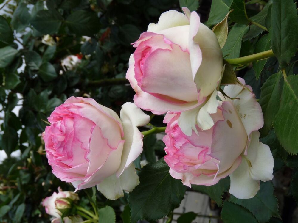 Роза плетистая Эден Роуз 85