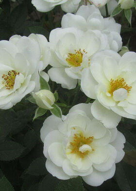 Роза почвопокровная Кент (White Cover)