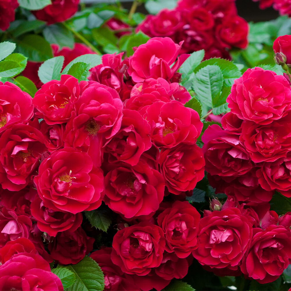 Роза почвопокровная Рот зе Фейри: купить в Москве саженцы Rosa Rote The Fairy в питомнике «Медра» по цене от 840 руб
