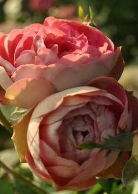 Роза флорибунда Акрополис