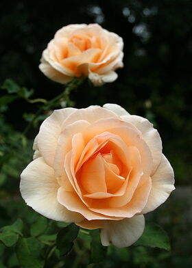 Роза флорибунда Априкот Нектар