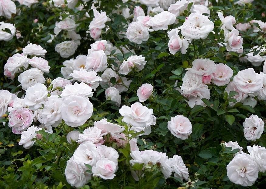 Роза флорибунда Аспирин Роуз: купить в Москве саженцы Rosa Aspirin Rose в питомнике «Медра» по цене от 2100 руб