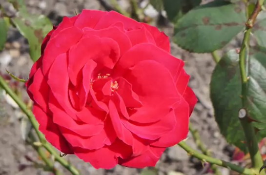 Роза канадская Чамплейн
