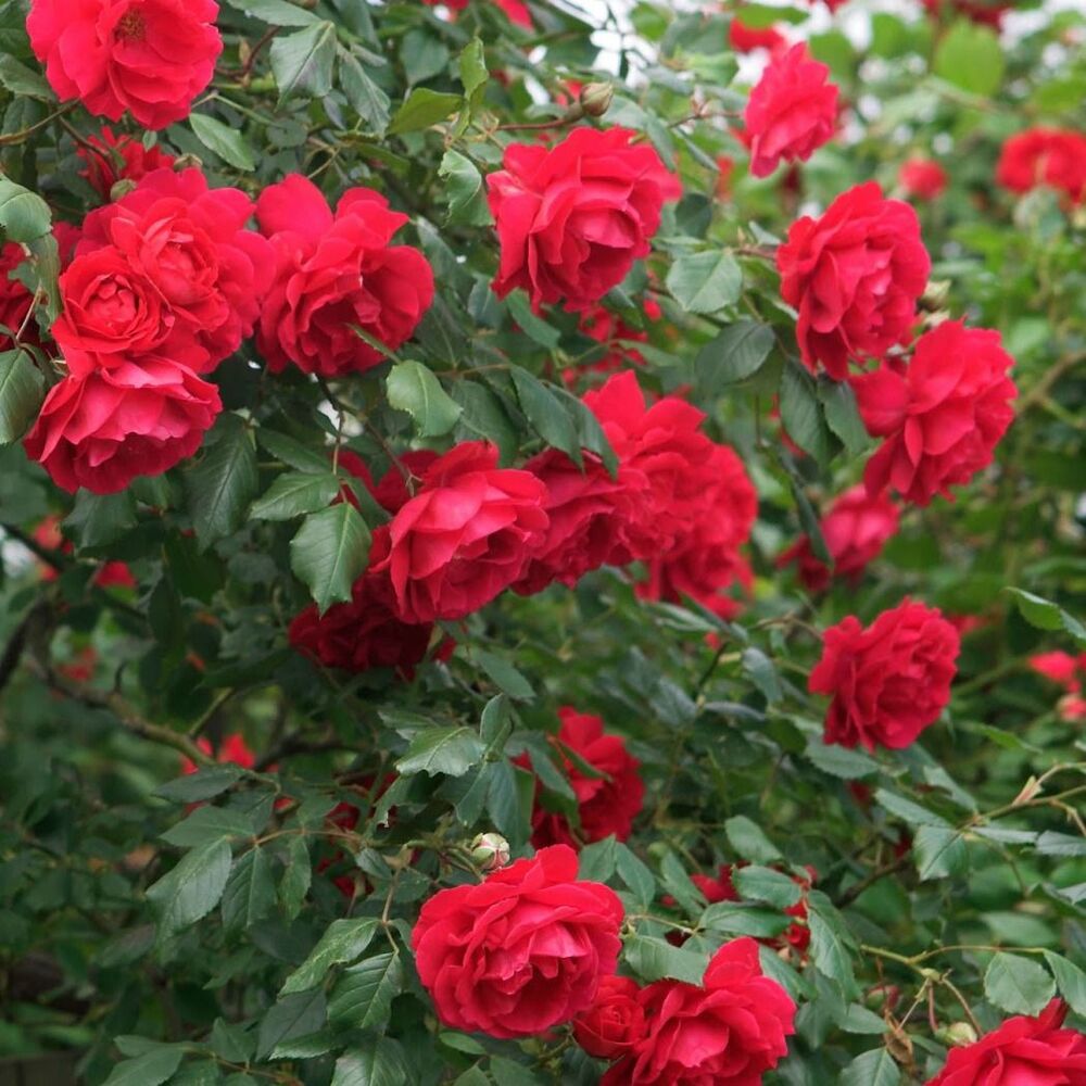 Кустовые розы: описание, обзор сортов, выращивание