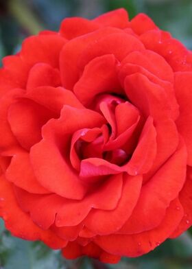 Роза флорибунда Ремембранс
