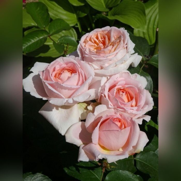Роза чайно-гибридная Андре ле Нотре