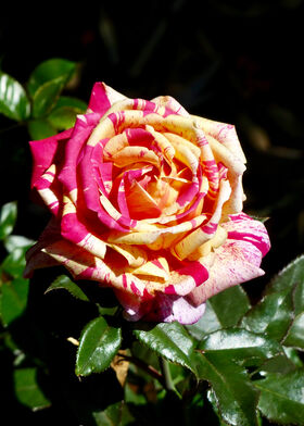 Роза чайно-гибридная Броселианд