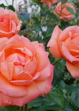 Роза чайно-гибридная Леди Роуз