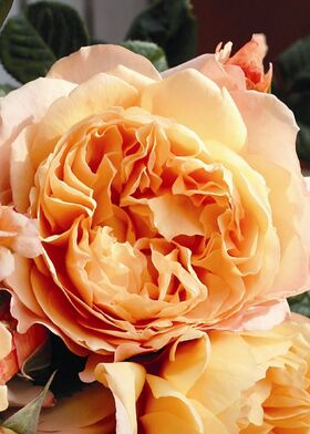 Роза чайно-гибридная Капри