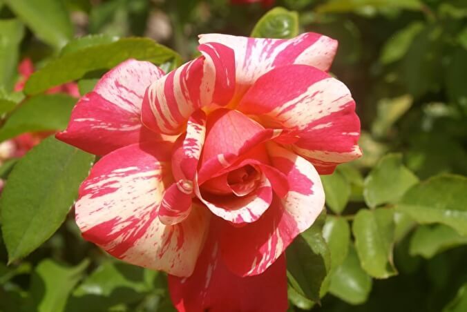 Роза флорибунда Тоскада