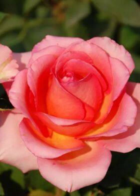 Роза чайно-гибридная Мондиале