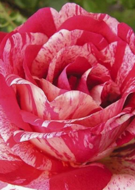 Роза чайно-гибридная Папагена