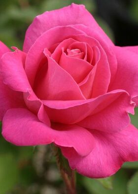 Роза чайно-гибридная Пинк Пис