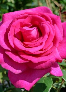 Роза чайно-гибридная Пароле