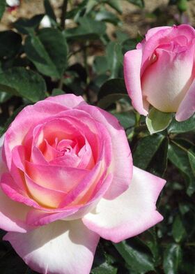 Роза чайно-гибридная Принцесс де Монако