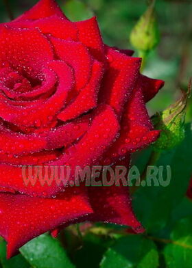 Роза чайно-гибридная Ред Лав