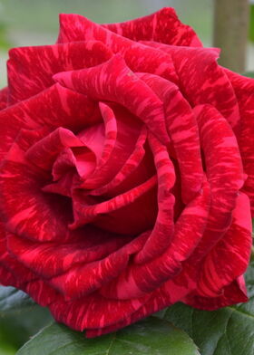 Роза чайно-гибридная Ред Интуишен