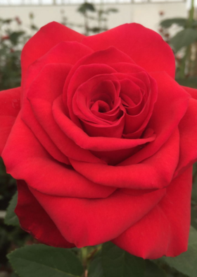 Роза чайно-гибридная Ред Флейм