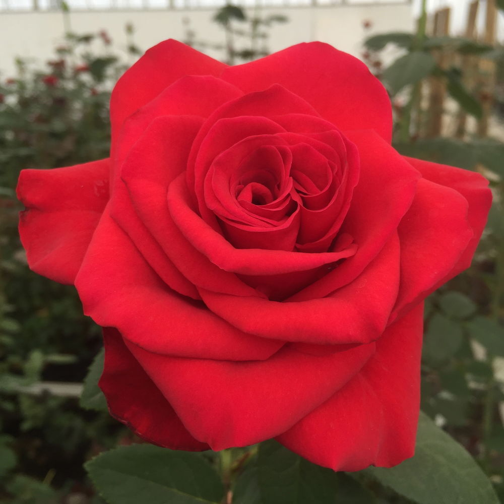 Роза чайно-гибридная Ред Флейм