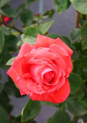 Роза чайно-гибридная Супер Стар