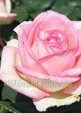 Роза чайно-гибридная Сувенир де Баден Баден
