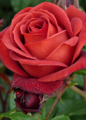 Роза чайно-гибридная Терракота