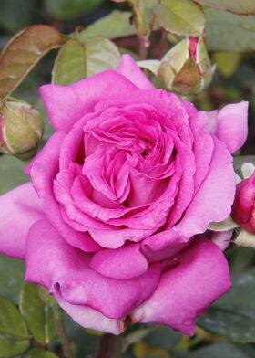 Роза чайно-гибридная Шартеус де Парме