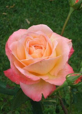 Роза чайно-гибридная Фрозин 82