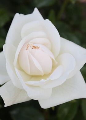 Роза чайно-гибридная Хельга