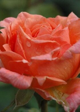 Роза чайно-гибридные Амур де Молен