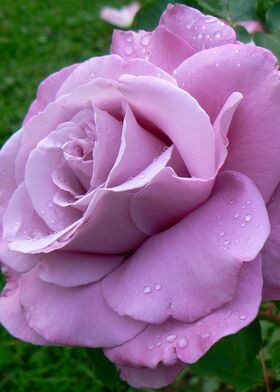 Роза чайно-гибридная Шарлез де Гуле