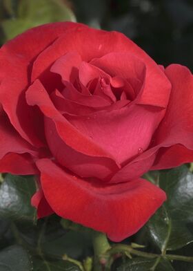 Роза шраб Магали