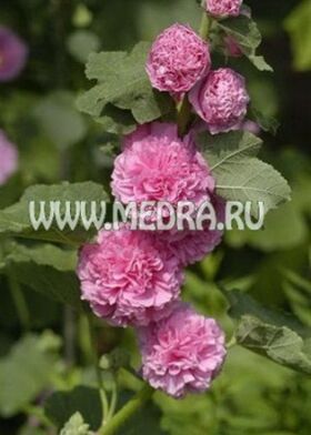 Мальва (шток-роза) розовая Розеа