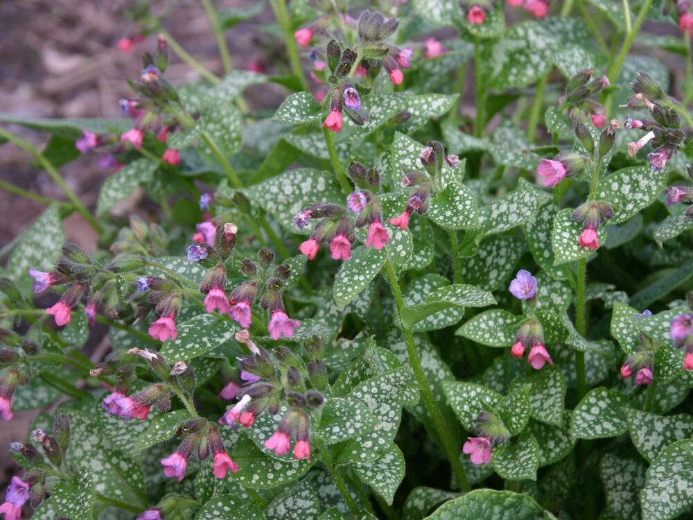 Медуница сахарная миссис Мун. Медуница сахарная \ Pulmonaria saccharata. Медуница (Pulmonaria). Pulmonaria saccharata Mrs Moon. Медуница купить саженцы