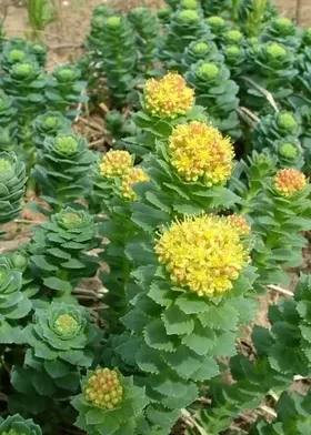 Родиола сахалинская