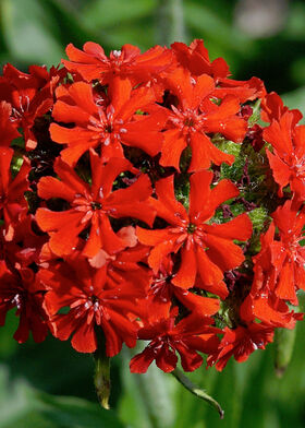 Лихнис Ред Кросс (горицвет) халцедонский