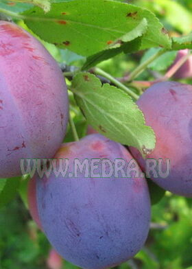Слива домашняя Волжская Красавица