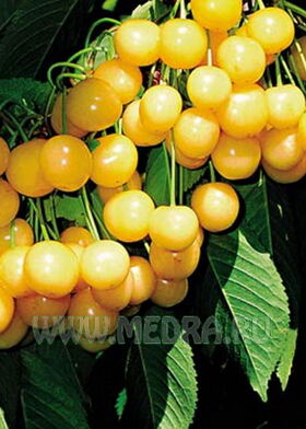 Черешня Дрогана Желтая