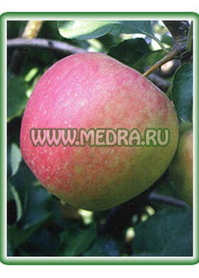 Яблоня домашняя Зимний Шафран