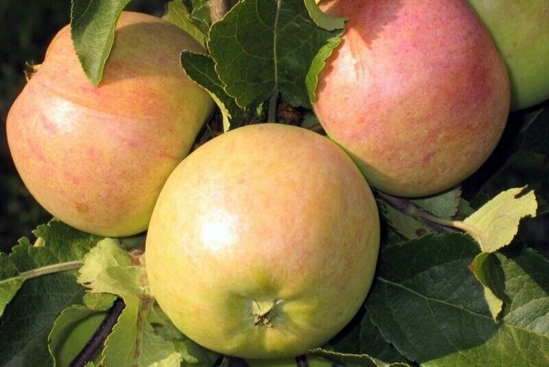 Яблоня домашняя Болотовское