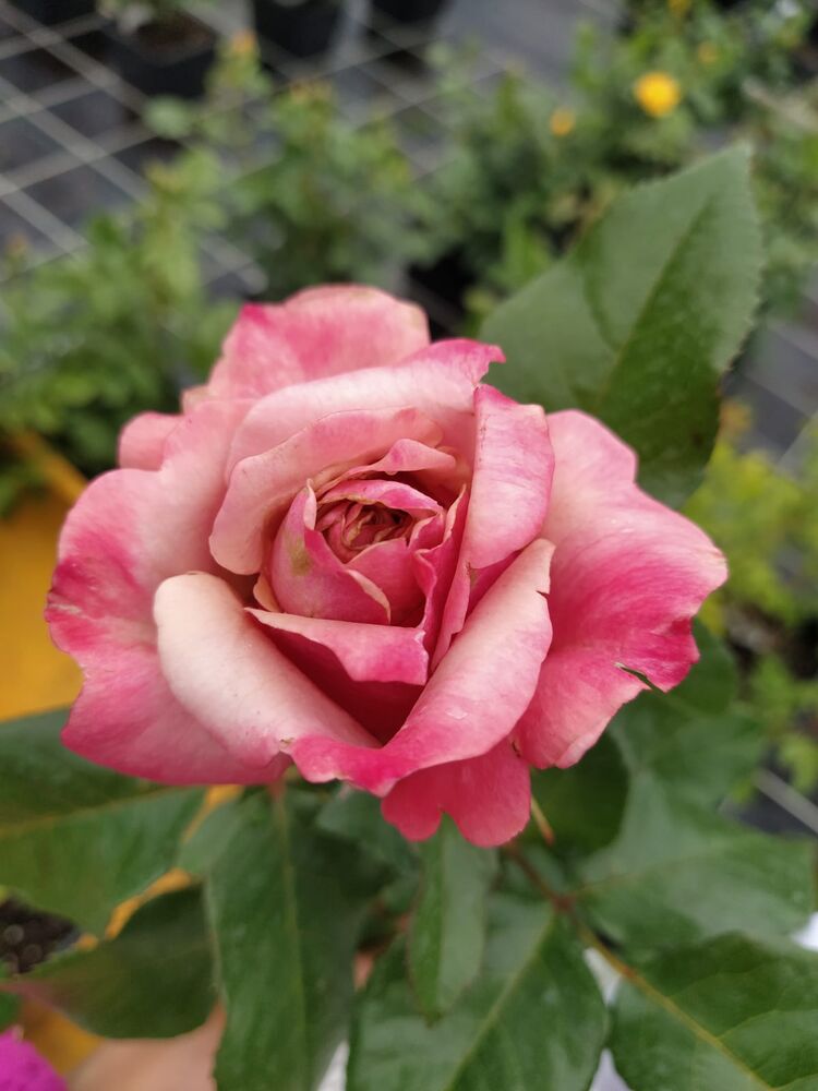 Роза чайно-гибридная Коко Локо