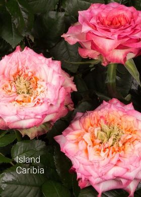 Роза чайно-гибридная Айленд Карибия