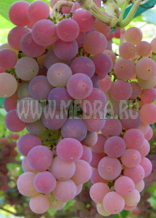 Минский Розовый Виноград Фото Минский Розовый Виноград Фото