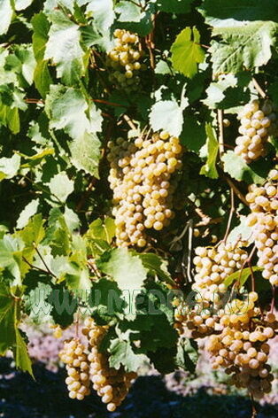 Виноград: описание, выращивание и использование в ландшафтном дизайне
