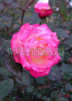 Роза миниатюрная Шанбиран