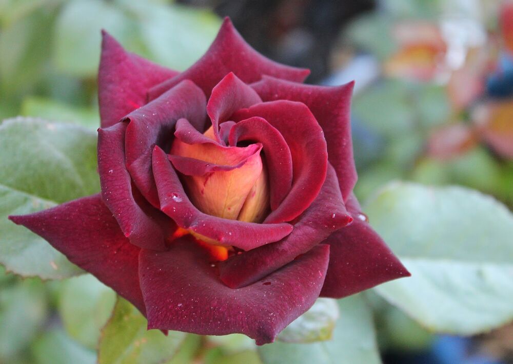 Лучшие сорта роз для Подмосковья флорибунда почвопокровные особенности роз Остина плетистые зимостойкие сорта 48 фото