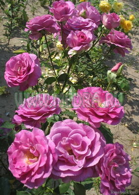 Роза чайно-гибридная Мадам Виолетт в контейнере