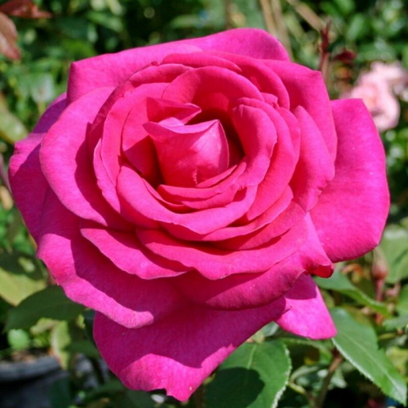 Роза чайно-гибридная Пароле