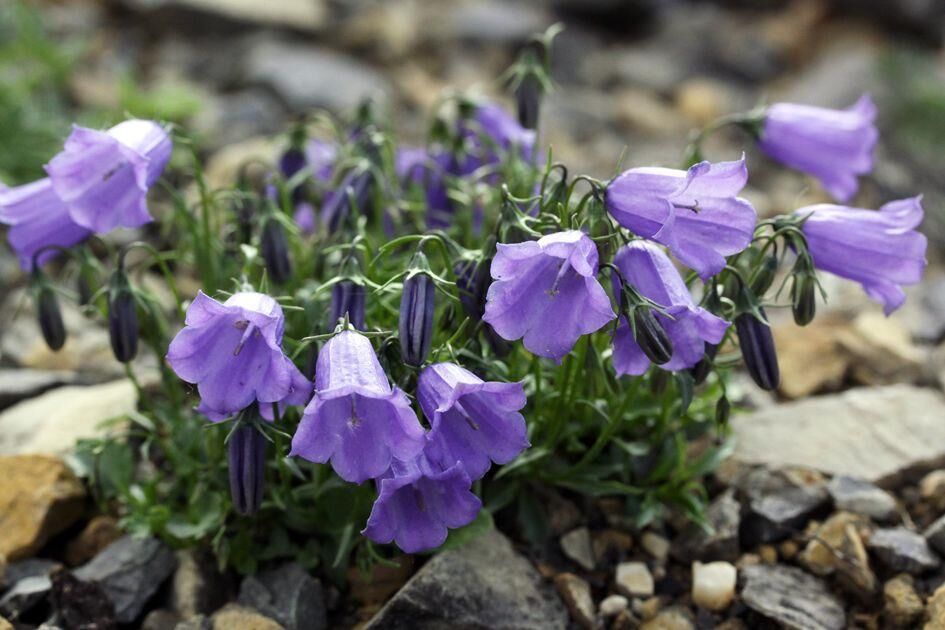 Колокольчик фонтейн. Campanula pusilla. Колокольчик доломитовый Кампанула. Растения. Колокольчик ложечницелистный. Колокольчик Альпийский Campanula Alpina.