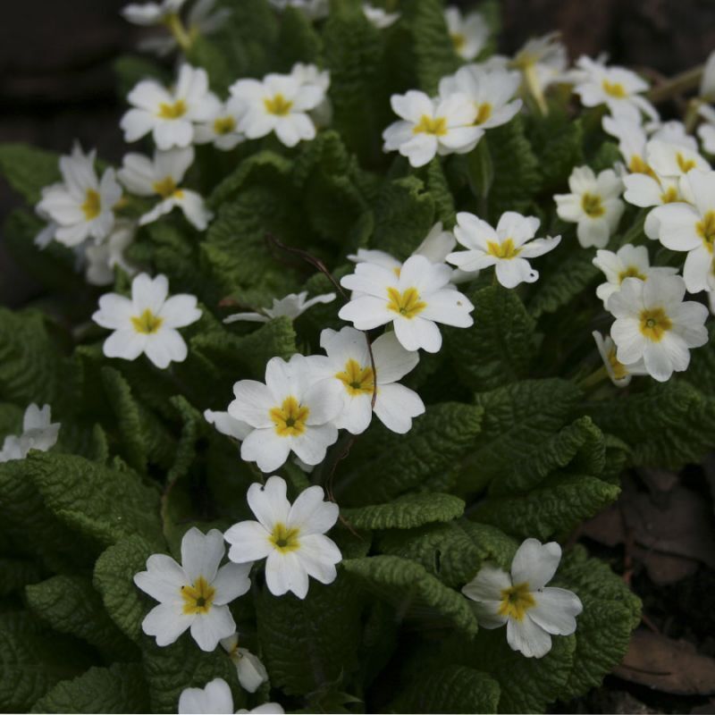 Примула юлии. Примула Юлии Primula juliae. Примула Юлии Sneeuwwitje.